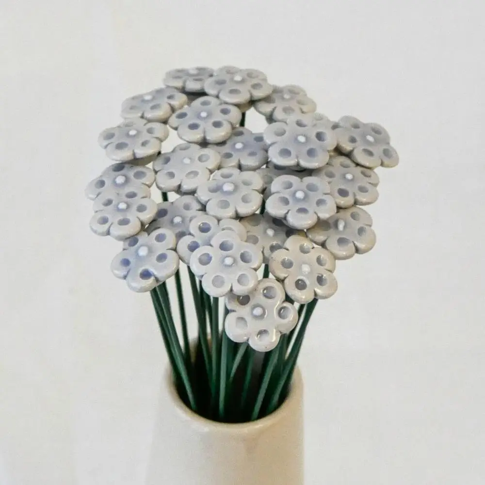 Myosotis